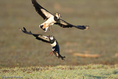 Kiebitz  - Zum Vergroessern klicken!